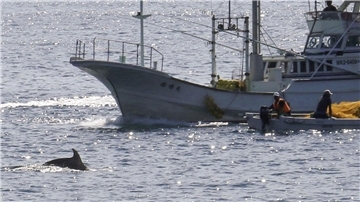 In den Gewässern vor Taiji findet am 01.09.2020 die erste Treibjagd der Saison auf Delfine und andere Kleinwale statt.