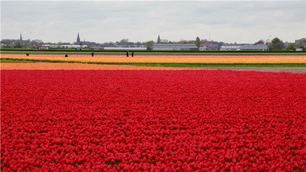 Schlechte Tulpen-Ernte treibt die Preise In den Niederlanden sind viele Felder mit Tulpenzwiebeln bepflanzt. (Archivbild)