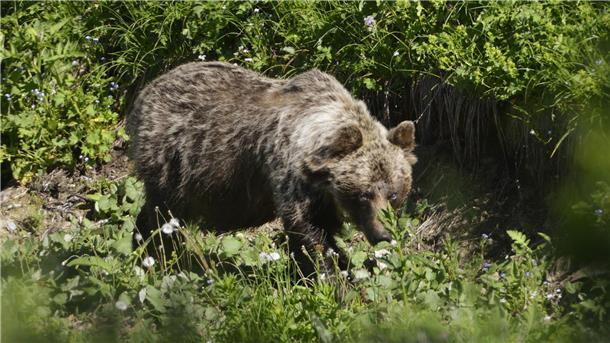 Waldarbeiter in Slowakei von Braunbär schwer verletzt In den slowakischen Wäldern leben nach WWF-Angaben rund 1200 Braunbären.
