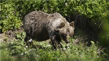 In den slowakischen Wäldern leben nach WWF-Angaben rund 1200 Braunbären.