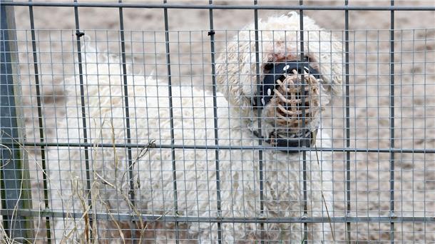 Import von Hunden - Wohnungsknast statt Straßenglück? In den Tierheimen sitzen immer mehr nur schwer vermittelbare Hunde. (Archivbild)