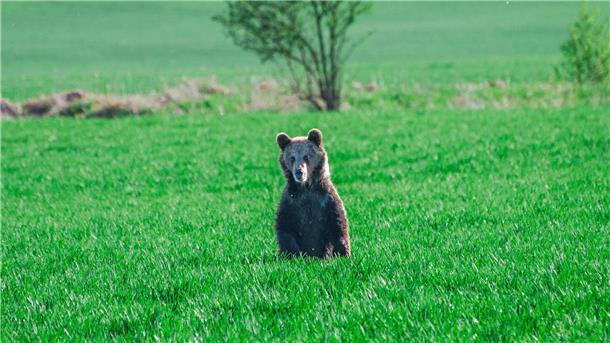 Bären verbreiten zunehmend Angst in der Slowakei In den vergangenen Wochen wurden in der Slowakei mehrere Menschen bei unfreiwilligen Begegnungen mit Braunbären verletzt.