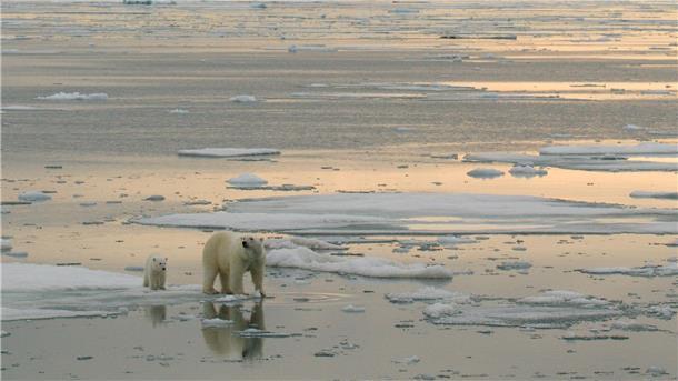 Wie junge Eisbären ihre Geburtshöhlen verlassen In der Arktis sollen vermehrt Bodenschätze ausgebeutet werden - trifft das auch die Eisbären?