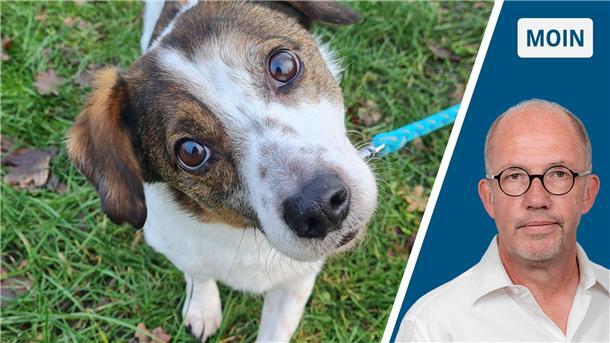 Die Ignoranz mancher Hundehalter: Was schert mich die Brut- und Setzzeit? Ein Hund guckt an einer Leine in die Kamera. In der Brut- und Setzzeit gilt Leinenzwang. Viele Hundehalter in Nordenham und Butjadingen interessiert das aber nicht.