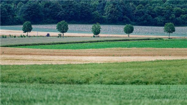 In der EU sollen mehr Bäume gepflanzt sowie Moore und Flüsse in ihren natürlichen Zustand zurückversetzt werden.
