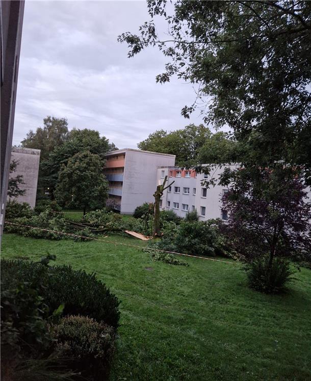 In der Kurt-Schumacher-Straße stürzte ein Baum um. Die Aufräumarbeiten liefen bis in den späten Abend.