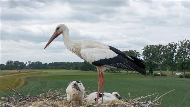 In der Nähe von Lüneburg werden Störche durch eine Drohne gestört. (Symbolbild)
