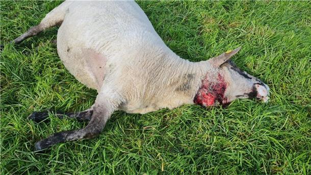 In der Nähe von Oldendorf tötete ein Wolf am Wochenende sechs Schafe.