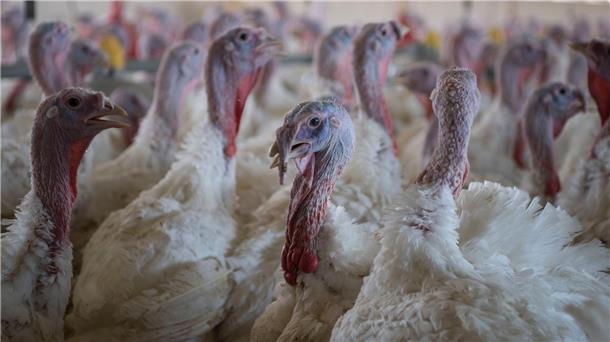 In der Samtgemeinde Lemförde ist die Vogelgrippe in einem Betrieb aufgetreten, 18.000 Tiere müssen getötet werden. (Symbolbild)