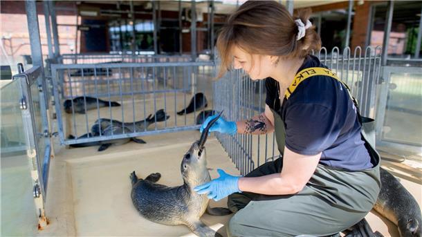 Flossen zählen aus der Luft – Seehund-Bestand wird erfasst In der Seehundstation Norddeich werden verwaiste Jungtiere, sogenannte Heuler, aufgepäppelt.