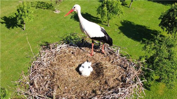 In diesem Frühjahr waren zunächst 69 Nester im Altkreis besetzt, in denen die Brutpaare mit der Aufzucht begannen.