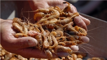 Ein Decksmann begutachtet am 09.05.2008 auf einem Krabbenkutter in der Nordsee fertig gekochte Garnelen.