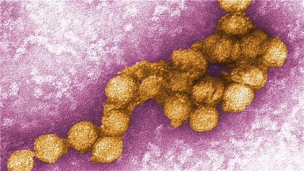 Erste West-Nil-Virus-Infektion erfasst - „erhöhte Aktivität“ In diesem Jahr könnte es besonders viele Infektionen mit dem Erreger in Deutschland geben. (Archivbild)