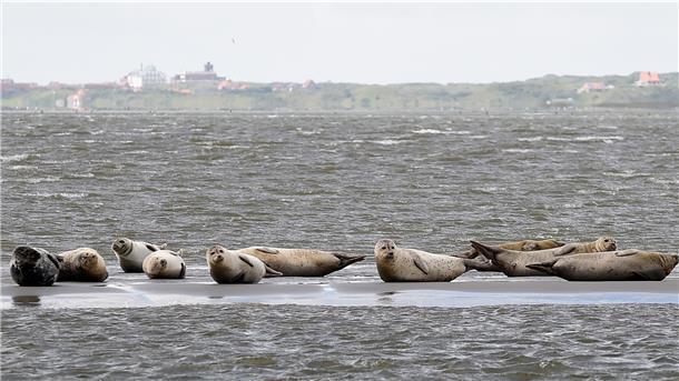 In diesem jahr wurden bei der Seehundzählung im niedersächsischen Wattenmeer erstmals mehr als 10.000 Sehunde gezählt.
