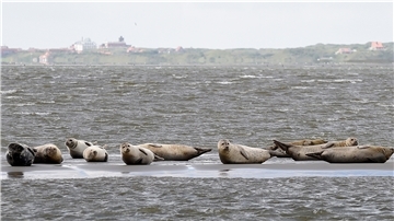 In diesem jahr wurden bei der Seehundzählung im niedersächsischen Wattenmeer erstmals mehr als 10.000 Sehunde gezählt.