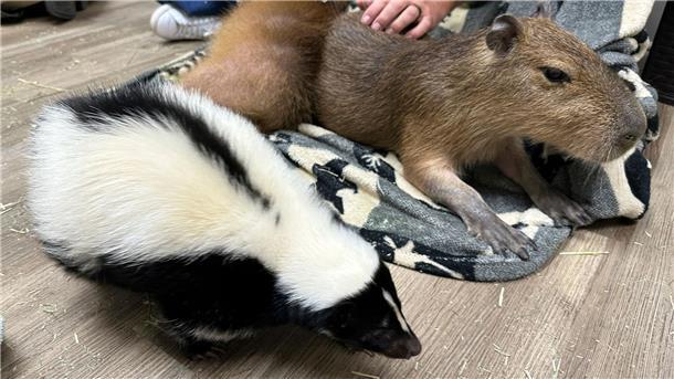 In einem Café in den USA kann man Stinktiere und Wasserschweine streicheln. 