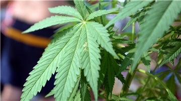 In einem landwirtschaftlichen Anwesen in der Gemeinde Ovelgönne hat die Polizei eine Cannabisplantage gefunden.
