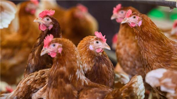 In einem Legehennen-Betrieb in Emsbüren ist die Vogelgrippe nachgewiesen worden. (Symbolbild)
