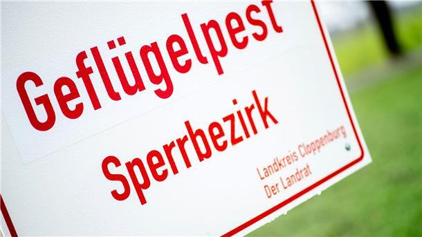 Geflügelpest in Betrieb in Grafschaft Bentheim nachgewiesen In einem Legehennenbetrieb in der Grafschaft Bentheim ist ein Erreger der hochansteckenden Vogelgrippe festgestellt worden.