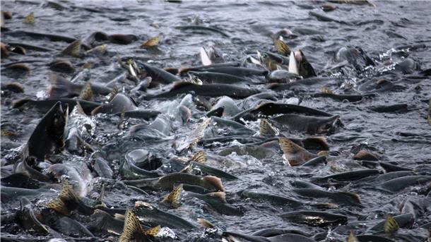 Die Lachslaus richtet schlimmen Schaden an. In einem neuen Projekt haben AWI-Fachleute ein neues Verfahren entwickelt, das die Fische effektiver und schonender von den gefährlichen Parasiten befreien soll.