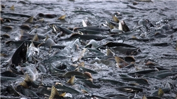 Die Lachslaus richtet schlimmen Schaden an. In einem neuen Projekt haben AWI-Fachleute ein neues Verfahren entwickelt, das die Fische effektiver und schonender von den gefährlichen Parasiten befreien soll.