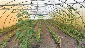In einem solchen Folientunnel wachsen zum Beispiel wärmeliebende Pflanzen wie Tomaten, Auberginen, Paprika, Chili und auch Stangenbohnen.