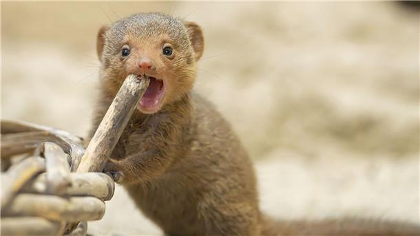 In einem Tiergarten in Österreich wurden vor einigen Wochen vier Zwergmangusten geboren. 