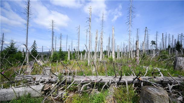 Der deutsche Wald verschwindet In einigen Regionen wie dem Harz stehen kaum noch gesunde Fichten.