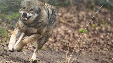 Wolf rennt auf die Kamera zu