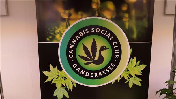 Erste Cannabis-Ernte - Kommunen sollen kontrollieren In Ganderkesee werden schon die ersten Pflanzen geerntet.