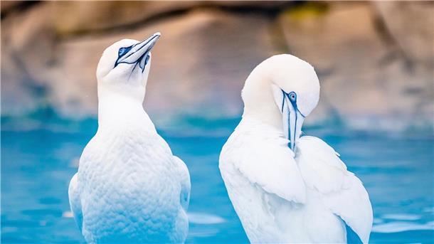 In großen Kolonien sammeln sich zumeist die Basstölpel, um ihren Nachwuchs heranzuziehen. Als Zugvögel kommen die Basstölpel immer wieder zu ihren Nistplätzen zurück und verbringen den Großteil des Jahres auf dem offenen Meer.