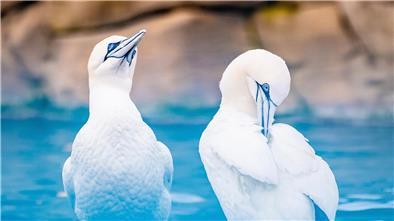 In großen Kolonien sammeln sich zumeist die Basstölpel, um ihren Nachwuchs heranzuziehen. Als Zugvögel kommen die Basstölpel immer wieder zu ihren Nistplätzen zurück und verbringen den Großteil des Jahres auf dem offenen Meer.