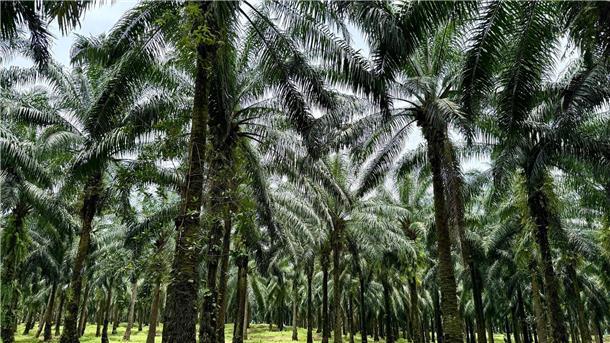 An vorderster Front: Indigene im Klimawandel In Indonesien werden riesige Waldgebiete wegen des weltweiten Palmöl-Booms abgeholzt.