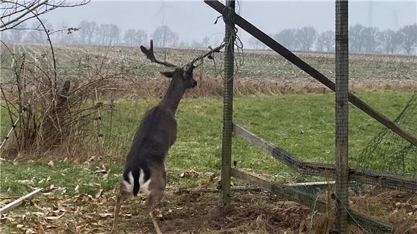 In Kuhstedt haben sich wieder Hirsche in Seilen verfangen.