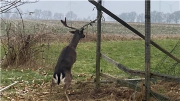 In Kuhstedt haben sich wieder Hirsche in Seilen verfangen.