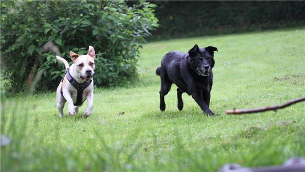 Zwei Hunde laufen über eine Wiese.