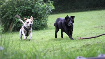 Zwei Hunde laufen über eine Wiese.