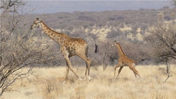 Seltenes Giraffenbaby ohne Flecken in Namibia gesichtet In Namibia ist dises Giraffenbaby (r) ohne Flecken in freier Wildbahn gesichtet worden.