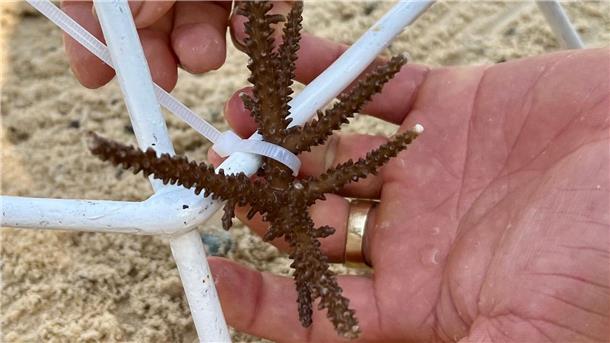 In Nha Trang können Touristen lernen, wie Korallen gepflanzt werden.