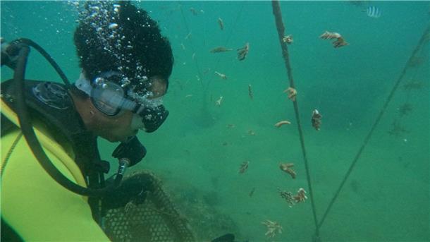 In Nha Trang wird die Korallen-Aufzuchtstation regelmäßig kontrolliert.