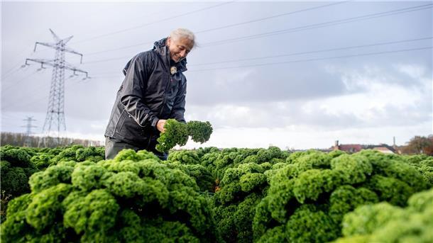 In Niedersachsen hat die Grünkohlernte begonnen.