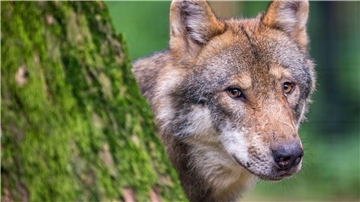 Der Wolf hat sich auch im Cuxland häuslich eingerichtet.