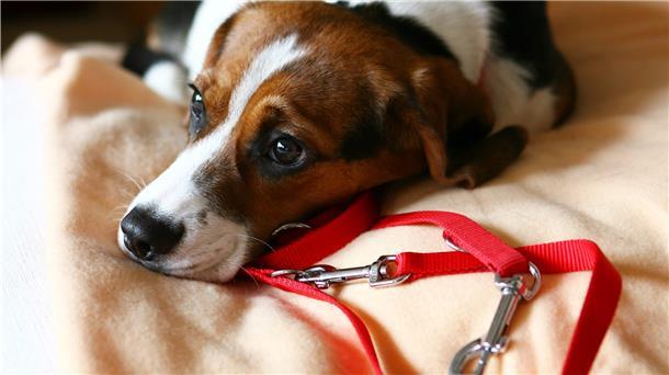 In Niedersachsen müssen Hunde im Außenbereich von April bis Mitte Juli an der Leine geführt werden. Das reicht nicht, sagt Jörg Lemmermann aus Wilstedt. Wildtiere brauchen das ganze Jahr über Schutz.