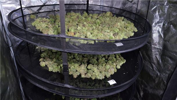 45 Cannabis-Clubs warten landesweit auf Genehmigung In Niedersachsen warten 45 Cannabis-Anbauvereine auf die Genehmigung. (Symbolbild)
