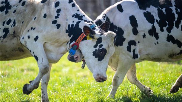 Weidesaison startet mit Viehaustrieb In Niedersachsen werden rund 780.000 Milchkühe gehalten.