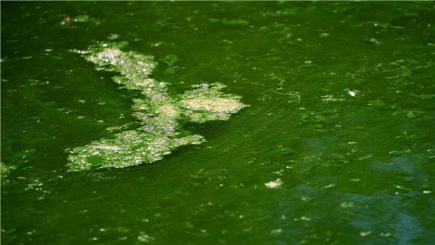 Blaualgen: Erste Badeseen in Niedersachsen gesperrt In Niedersachsen wurde für den Badesee Westerholt das erste Badeverbot wegen eines Blaualgenbefalls ausgesprochen. (Symbolbild)