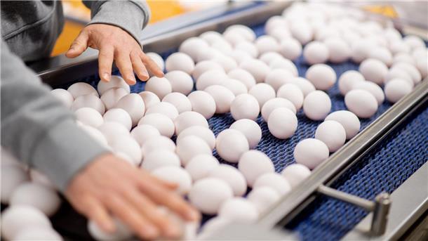Rund 40 Prozent der deutschen Eier stammen aus Niedersachsen In Niedersachsen wurden 2024 mehr als 5 Milliarden Eier produziert. (Archivbild)