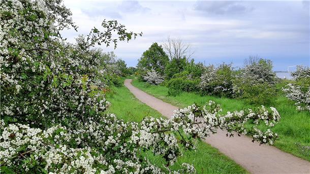 In Nordenham gibt es eine Reihe von Gebieten mit hoher Biodiversität. Eines davon ist der Strand. Aktuell steht dort der Weißdorn in voller Blüte - ein Nahrungslieferant für Bienen und zahlreiche andere Insekten und im Herbst, wenn die roten Beeren reif sind, auch für Vögel.