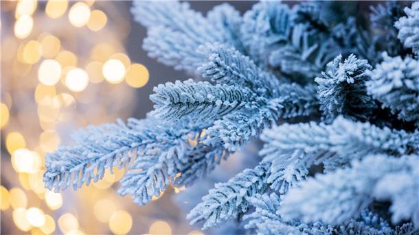 Oberstdorf wegen 25.000-Euro-Christbaum in der Kritik In Oberstdorf wurde in diesem Jahr ein Christbaum aus dem Saarland aufgesetllt.