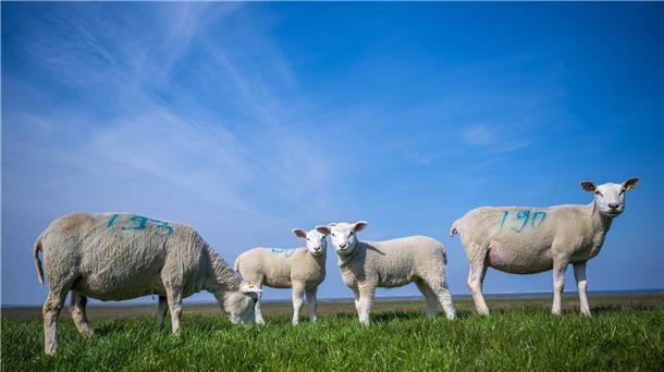 Viele Schutzdeiche in Schleswig-Holstein gesperrt In Ostfriesland an der niedersächsischen Nordseeküste sind Deichsperrungen infolge der Blauzungenkrankheit bislang kein Thema.